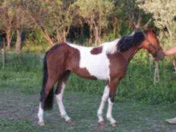 Kopie (2) von Adeline 5